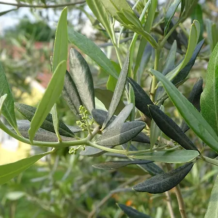 Green Olives * Koper