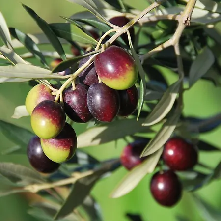 Apartman Green Olives